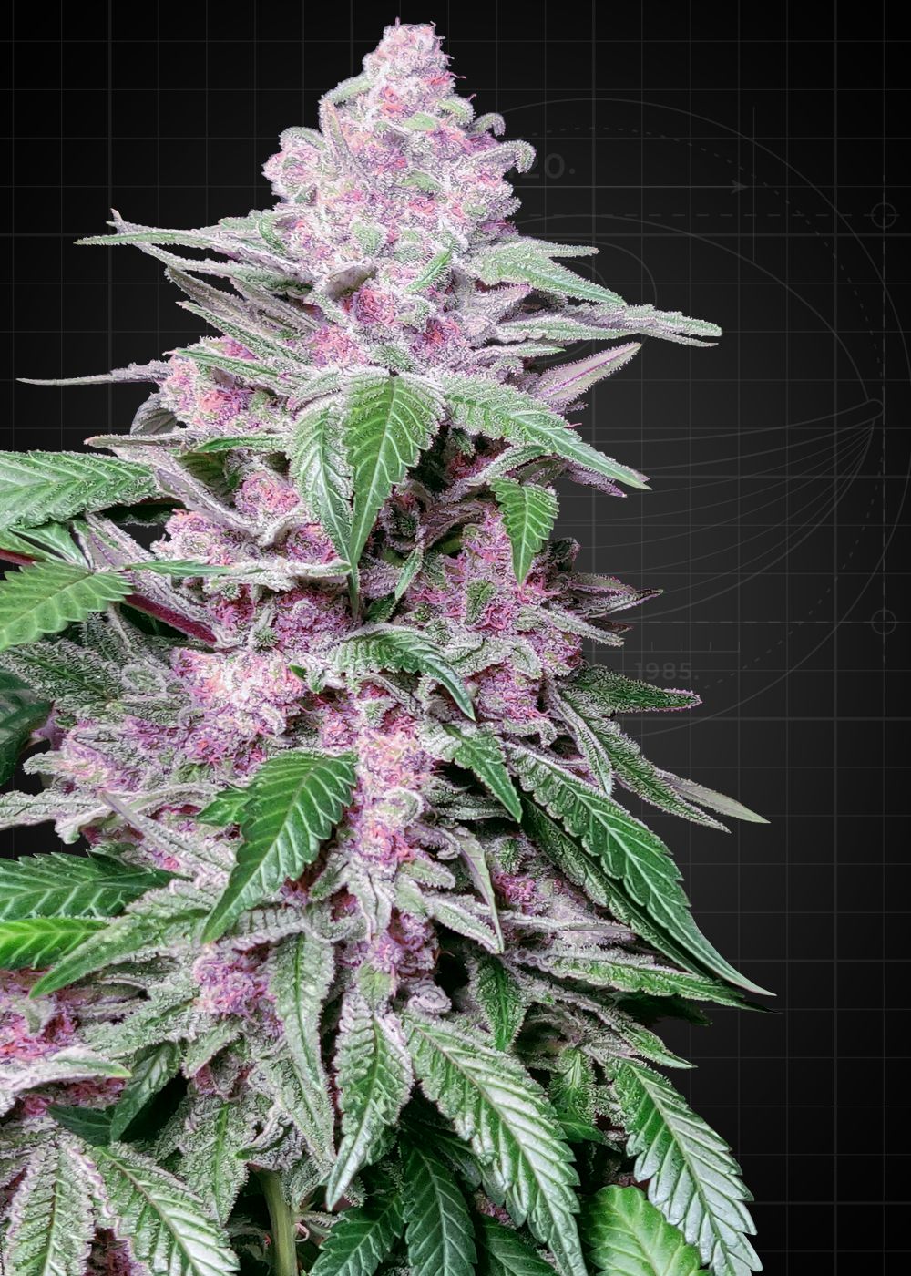 Purple Cookie Kush